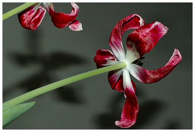 This photo was taken from underneath the now infamous Valentine tulips with the flash turned on...